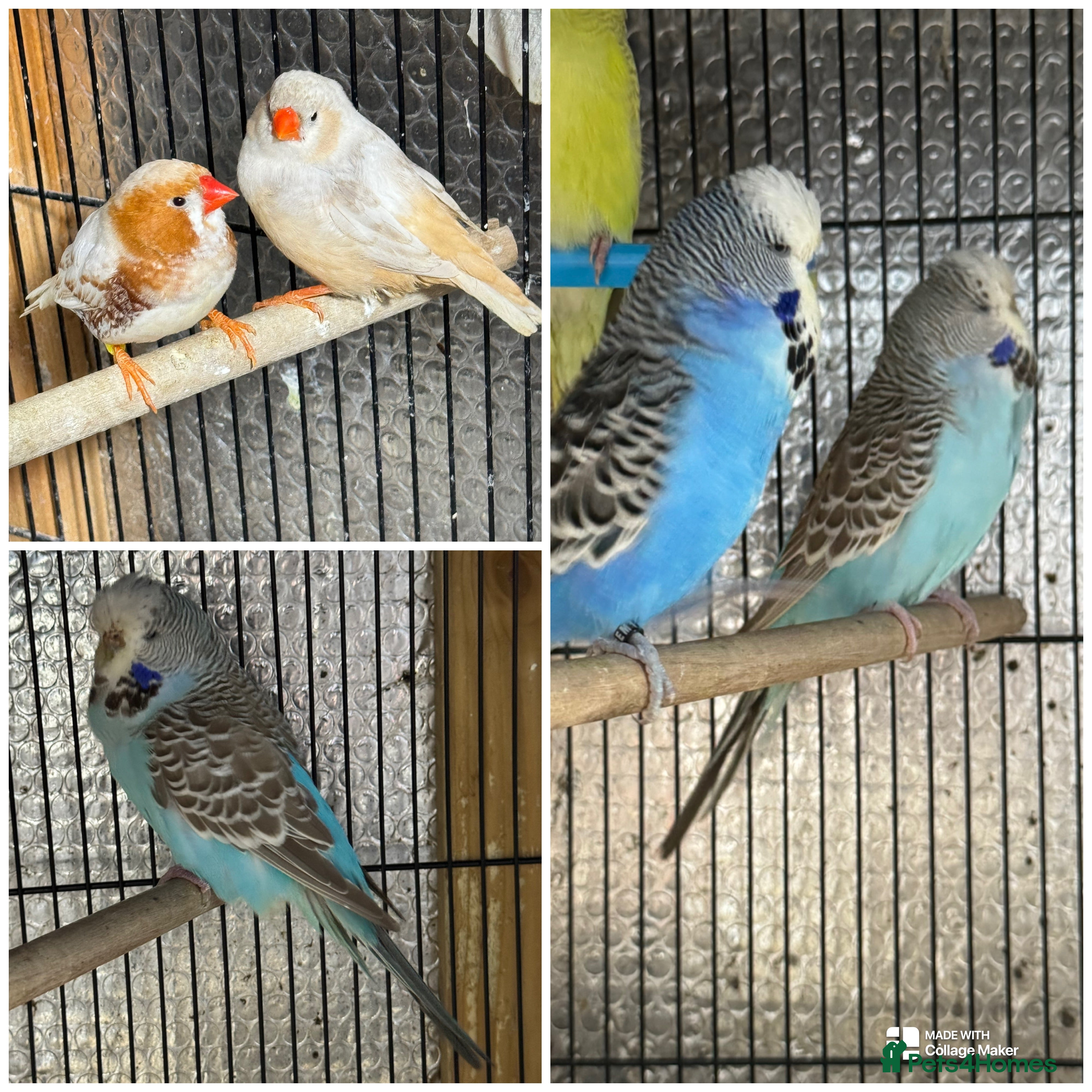 Mixed Breed birds Zebra Finches  - Advert 2