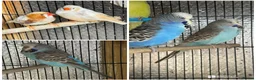 Mixed Breed birds for sale: Zebra Finches  - Advert 1