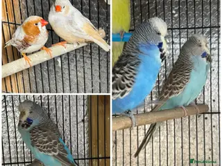 Mixed Breed birds Zebra Finches - Advert 2