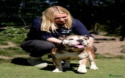 Mixed Breed dogs for adoption: Pebbles is in search of her forever home! - Image 3