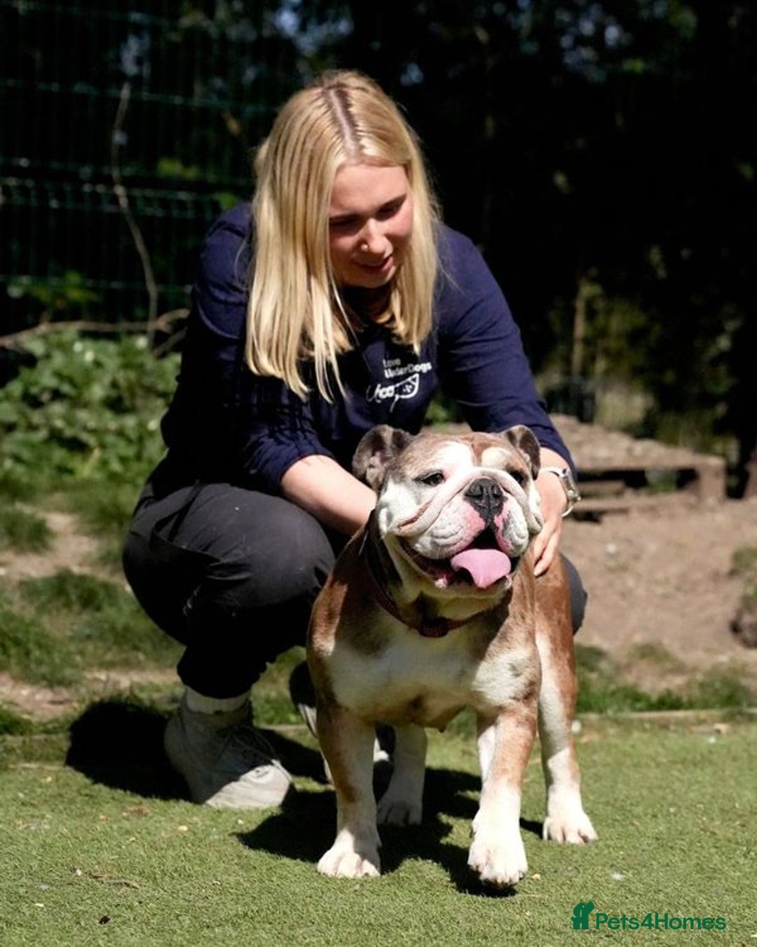 Mixed Breed dogs for adoption: Pebbles is in search of her forever home! - Image 3