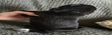 Mr Black