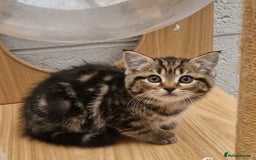 Mixed Breed cats for sale: 2 kittens half British Longhair  - Image 9