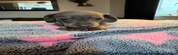 Dachshund dogs for sale: 9 beautiful babies looking for loving homes  - Advert 9