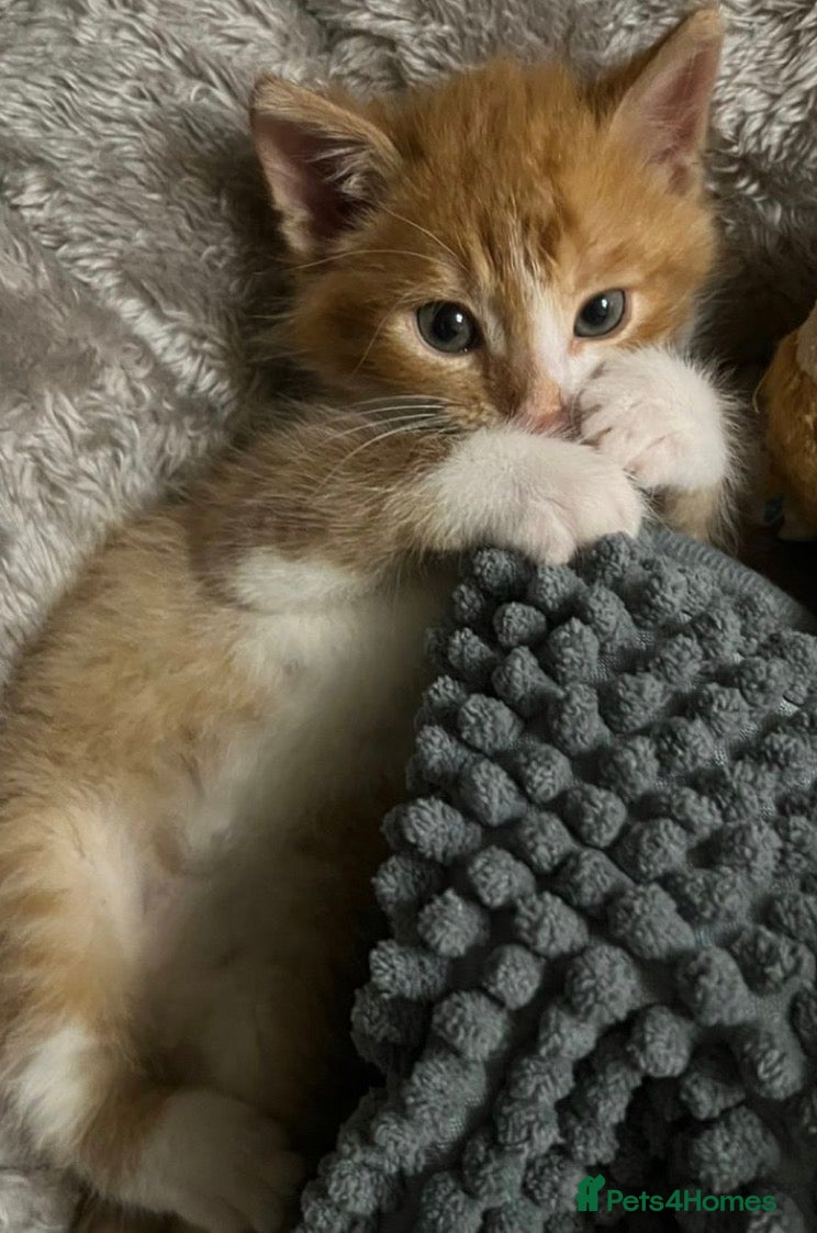 Mixed Breed cats  Cute kitten - Advert 1