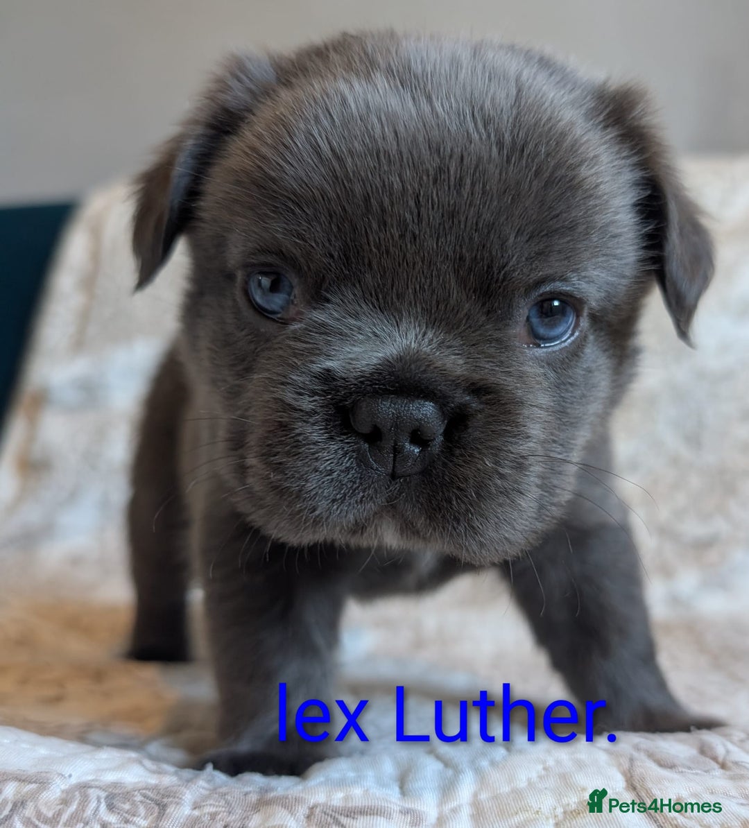 French Bulldog dogs for sale: Frenchie puppies  - Advert 2