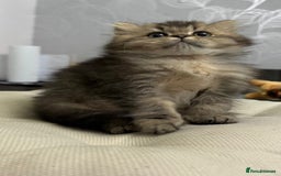 British Shorthair cats for sale: British shorthair  - Image 3