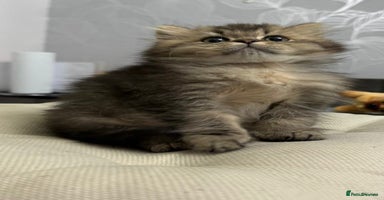 British Shorthair cats - Advert 9