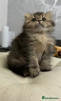 British Shorthair cats - Advert 9
