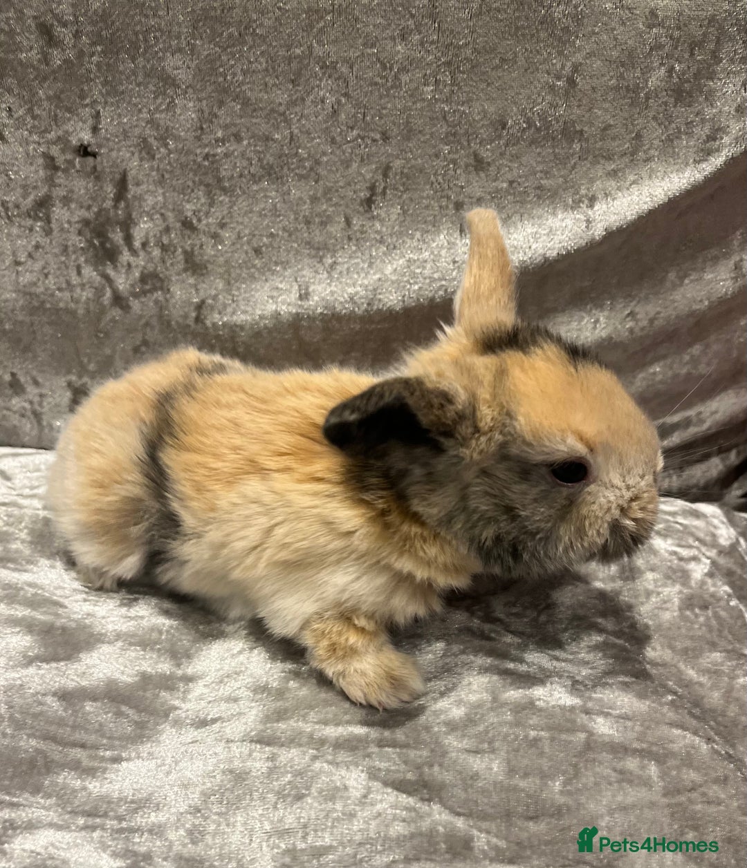 Dwarf Lop rabbits for sale: Beautiful litter of baby bunnies. - Advert 4