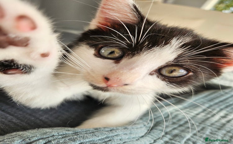 Mixed Breed cats - Advert 1