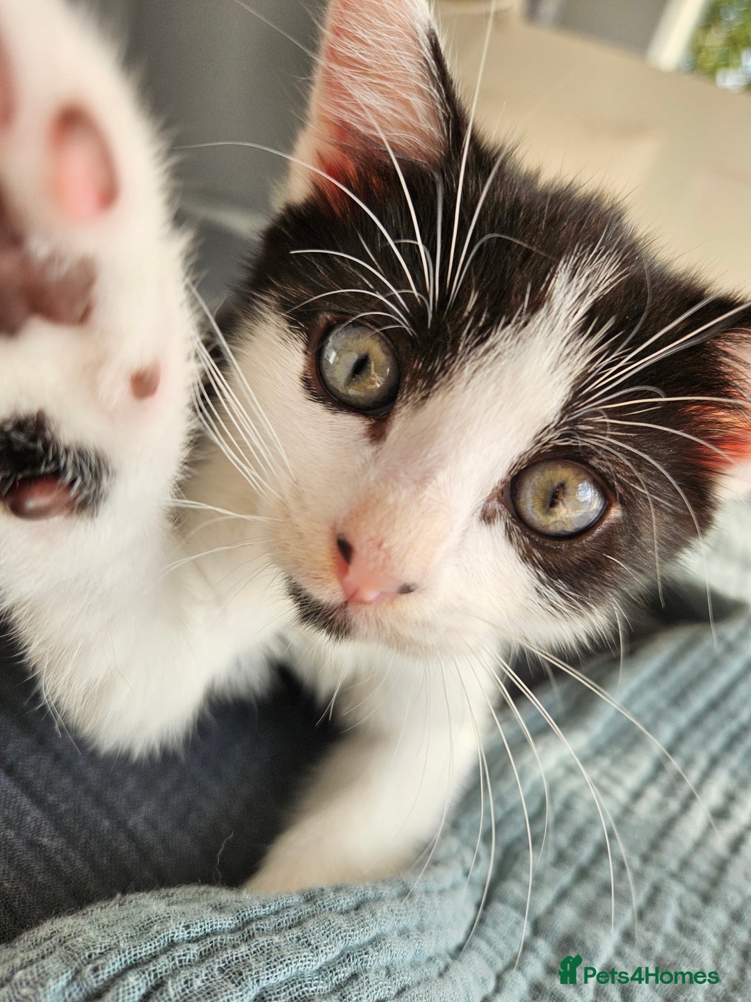 Mixed Breed cats for sale: Kittens Ready For Forever Homes! - Image 1