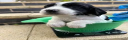 English Springer Spaniel dogs for sale: Full pedigree Springer spaniels  - Advert 2