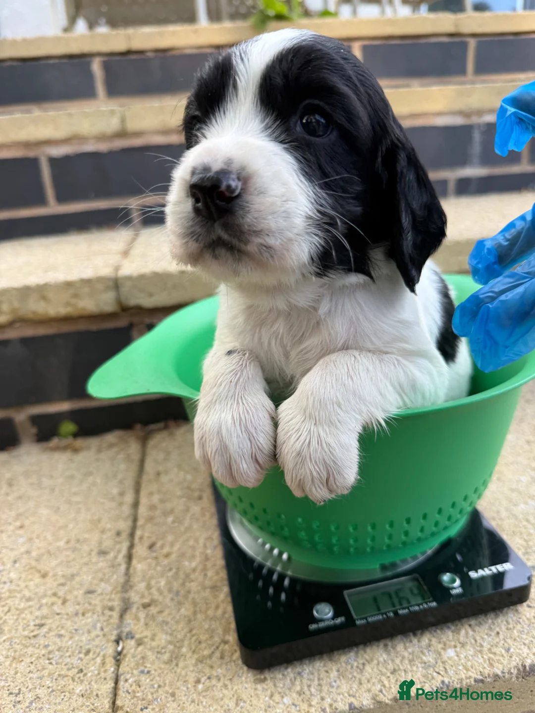 English Springer Spaniel dogs for sale: Full pedigree Springer spaniels  - Advert 2