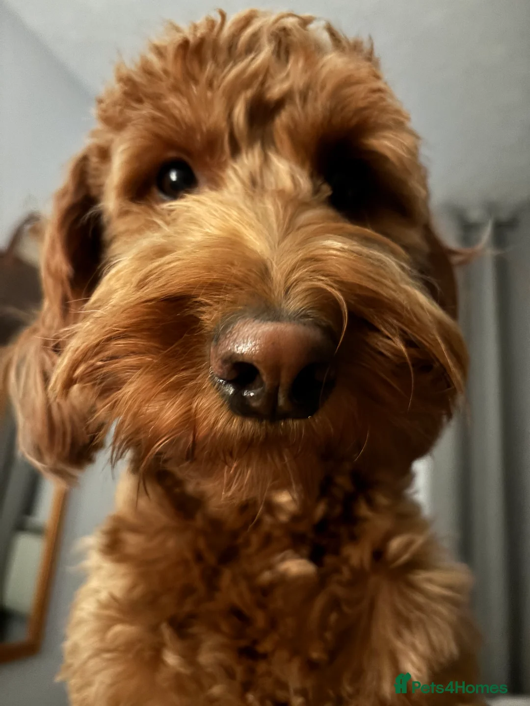 Irish Doodle dogs for stud: Gorgeous Deep Red Mini Irishdoodle for stud only in Totnes - Advert 3