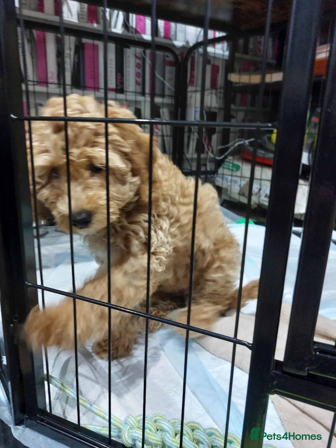 Cockapoo dogs for sale: Beautiful cockapoo girl pup - Advert 7