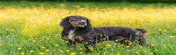 Cocker Spaniel dogs for sale: Kc working cocker spaniel puppies  - Advert 7
