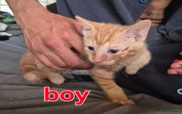 Mixed Breed cats for sale: Adorable kittens  - Image 2
