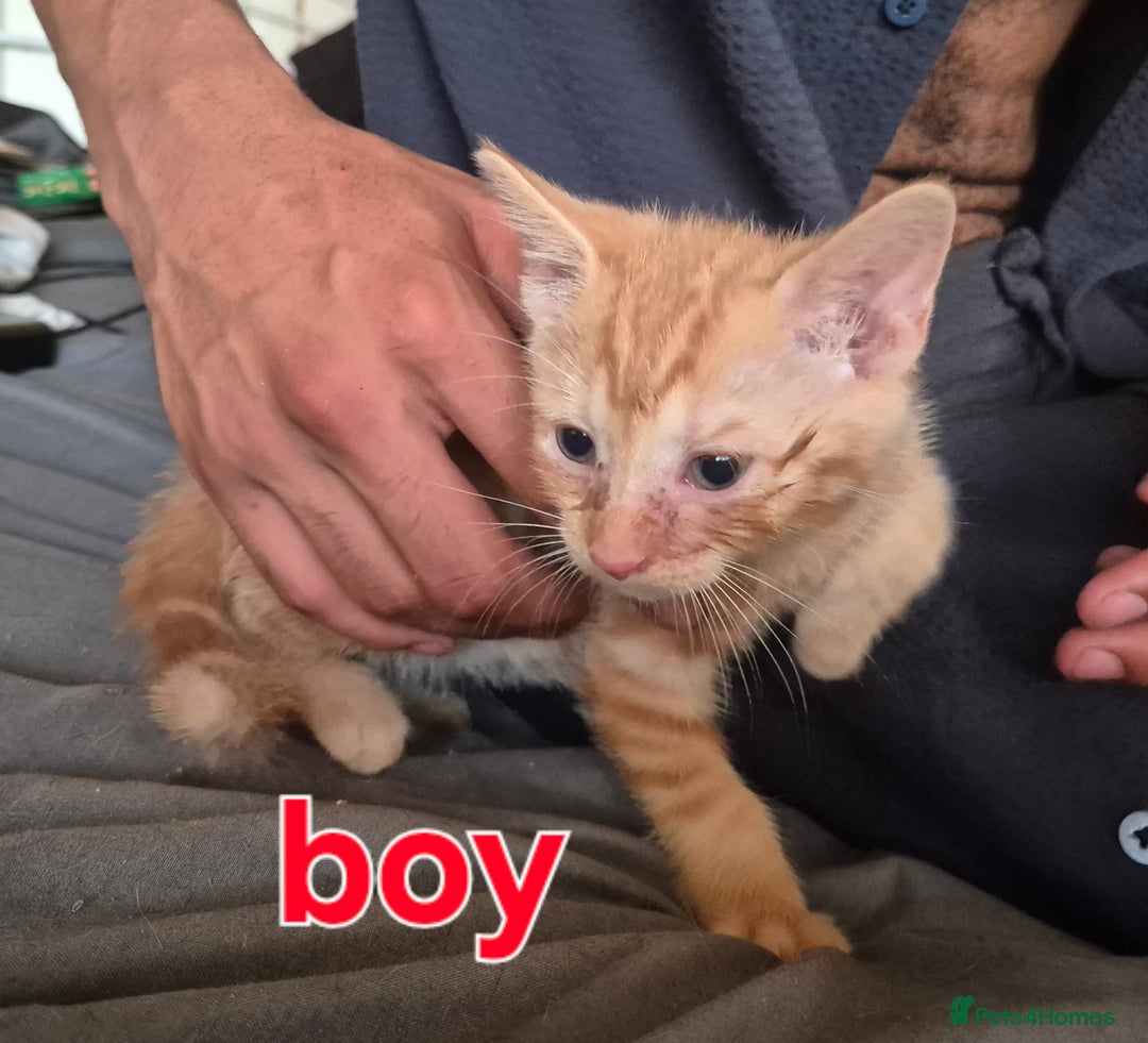 Mixed Breed cats for sale: Adorable kittens  - Image 2