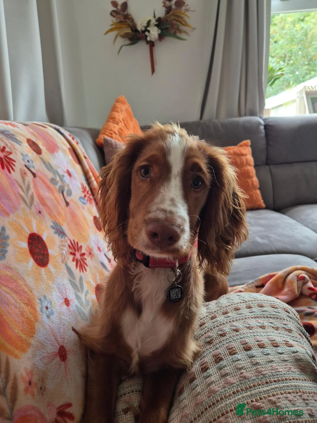 Cocker Spaniel dogs for sale: 7 month old Working Cocker Spaniel  - Advert 3