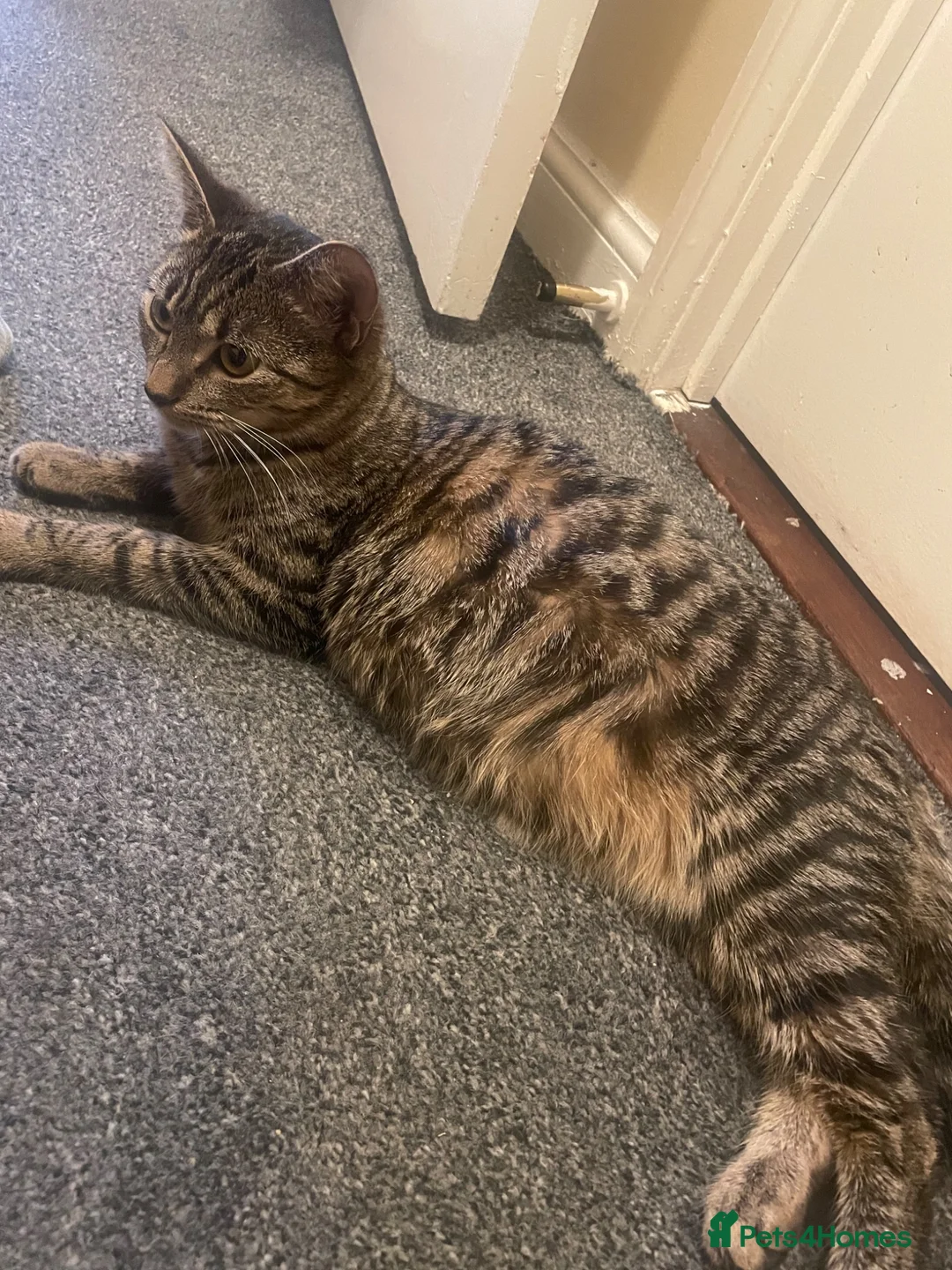 Mixed Breed cats for sale: 4 beautiful loving kittens  - Advert 1