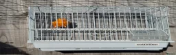Budgerigars birds for sale: Orange canary male with cage - Advert 3