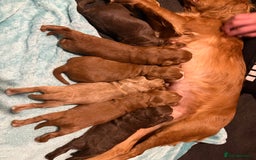 Cocker Spaniel dogs for sale: Cocker spaniel puppies  - Advert 13