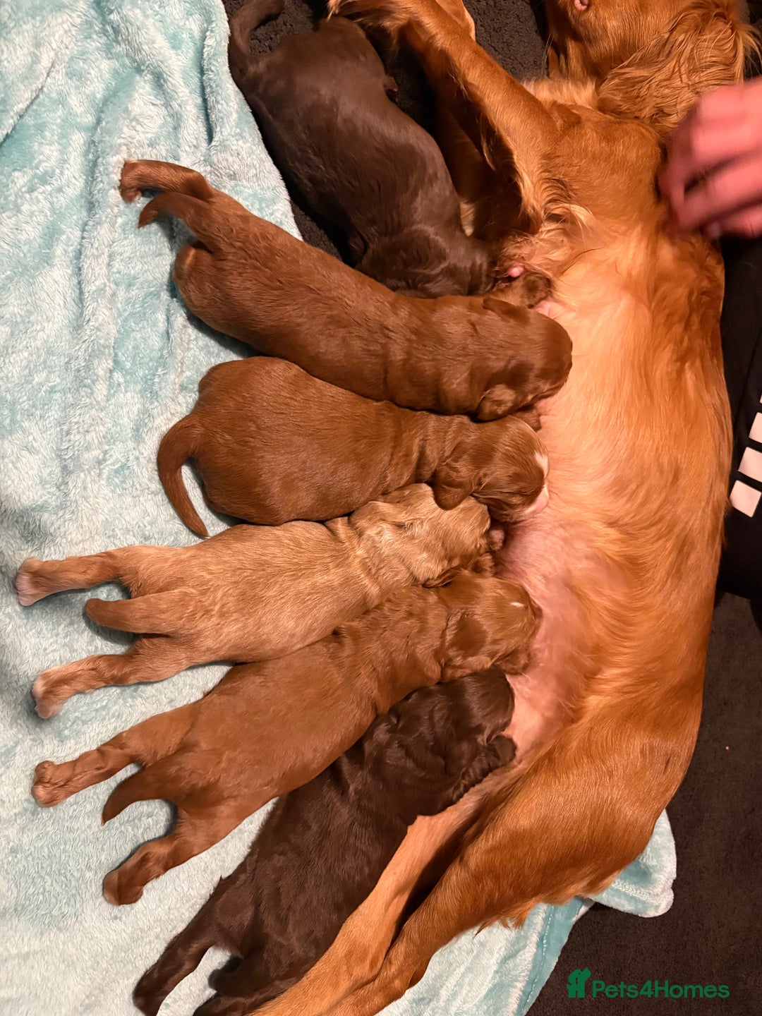 Cocker Spaniel dogs for sale: Cocker spaniel puppies  - Advert 13