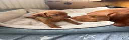 Hungarian Vizsla dogs for sale: KC Registered Hungarian Viszla litter  - Advert 25