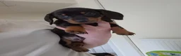 Dachshund dogs for sale: 5 Dachshund puppies available  in Bolton - Advert 4