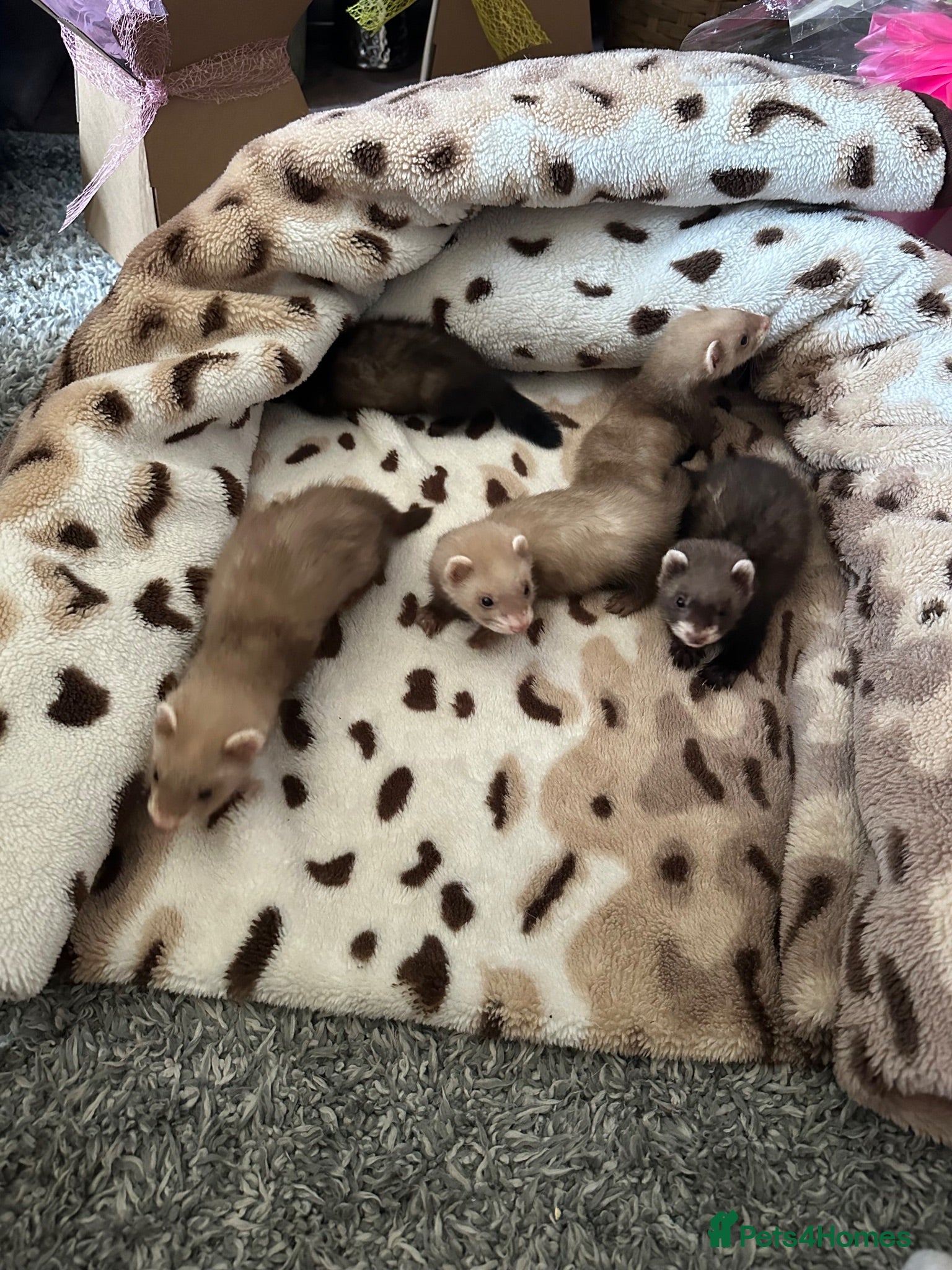 Ferret rodents Beautiful micro ferrets  - Advert 2