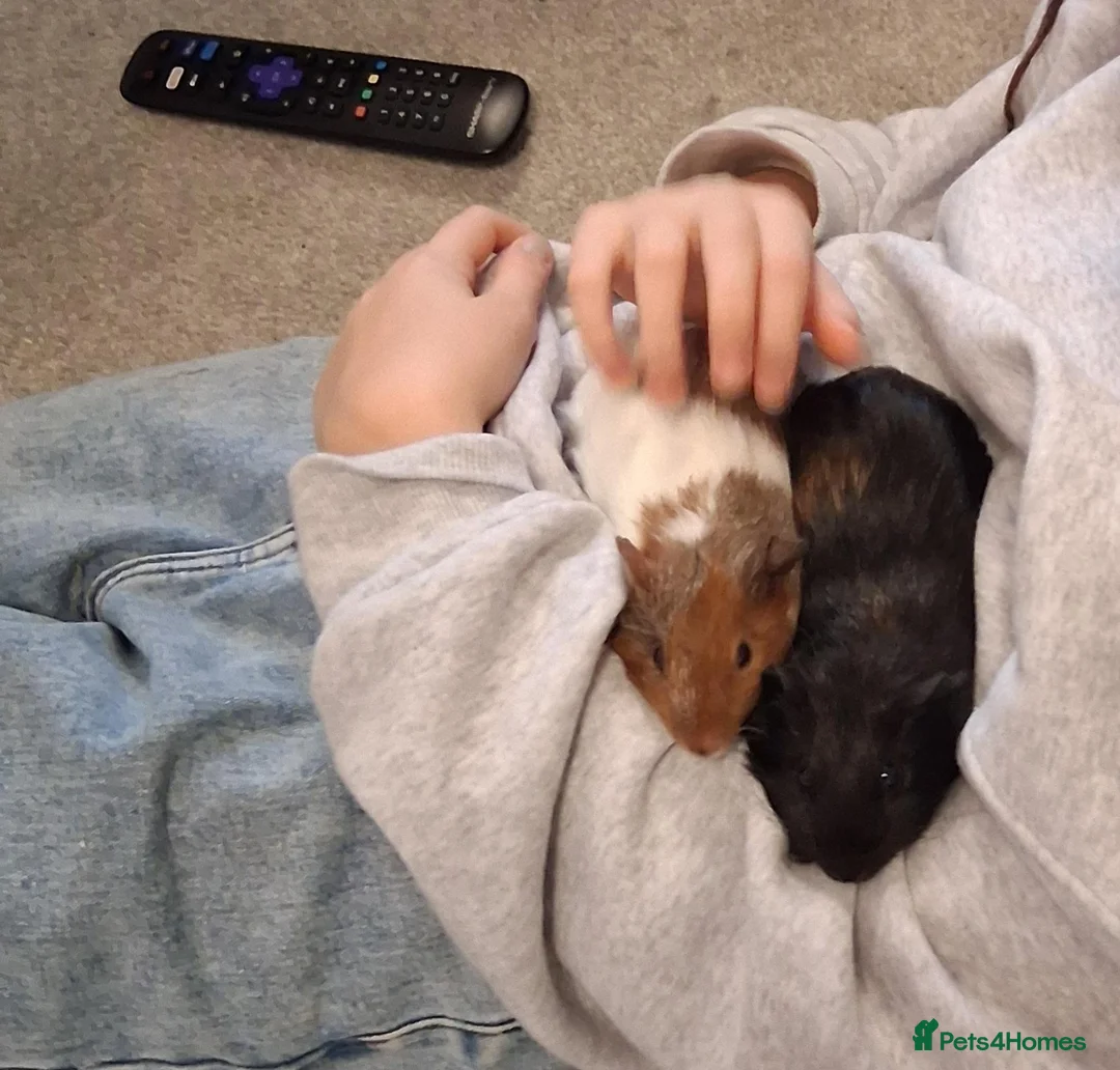 Guinea Pig rodents for sale: Guinea pigs pair 11 weeks old very friendly males - Advert 8