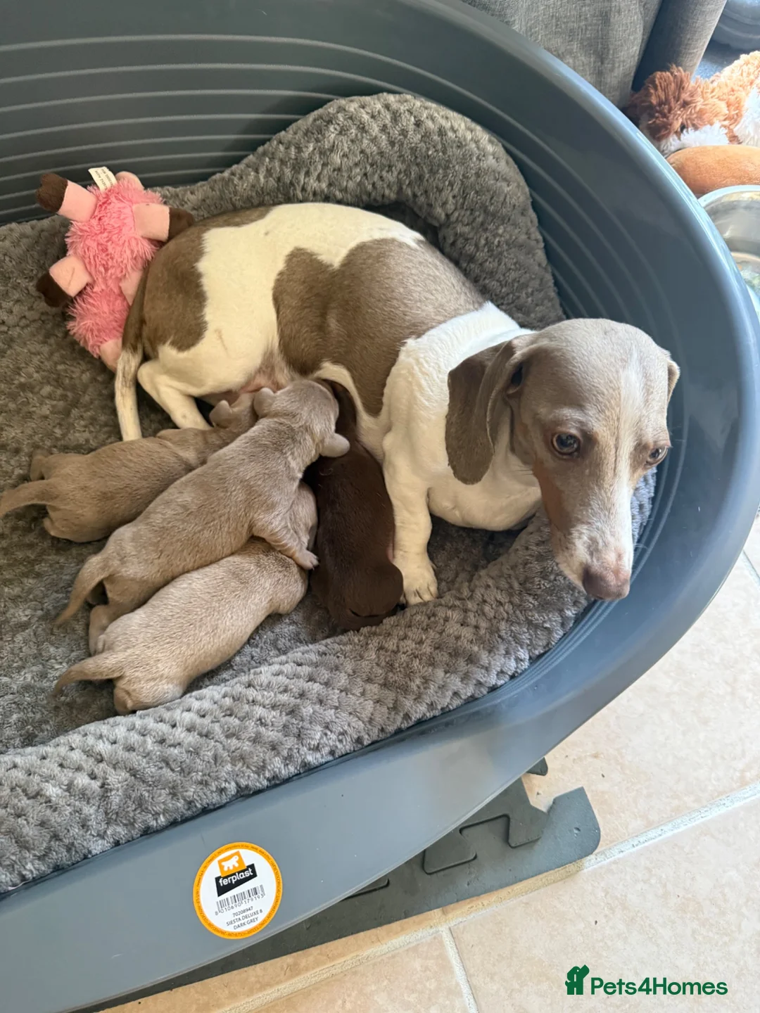 Miniature Dachshund dogs for sale: Miniature dachshund’s puppies  in Ashford - Advert 4