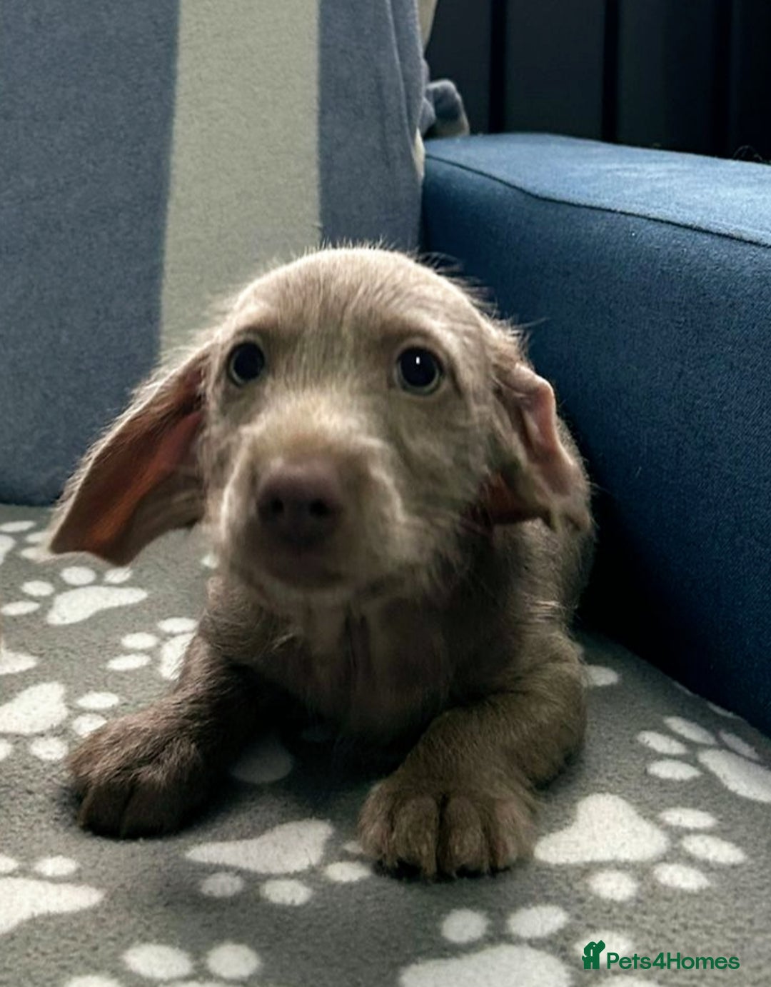 Dachshund dogs for sale: kc REG PRA CLR miniature dachshunds  - Advert 6