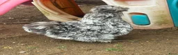 Chickens poultry for sale: USA silkie chicks and Hens  - Advert 3