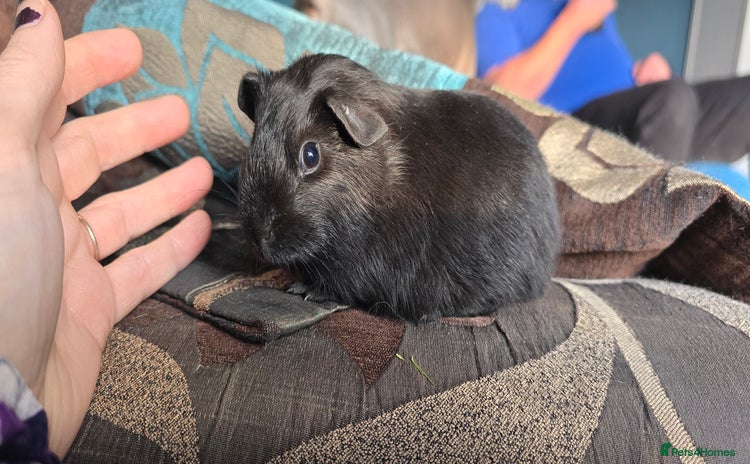 Guinea Pig rodents - Advert 4
