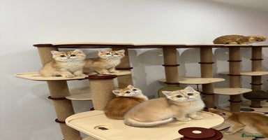 British Shorthair cats - Advert 12