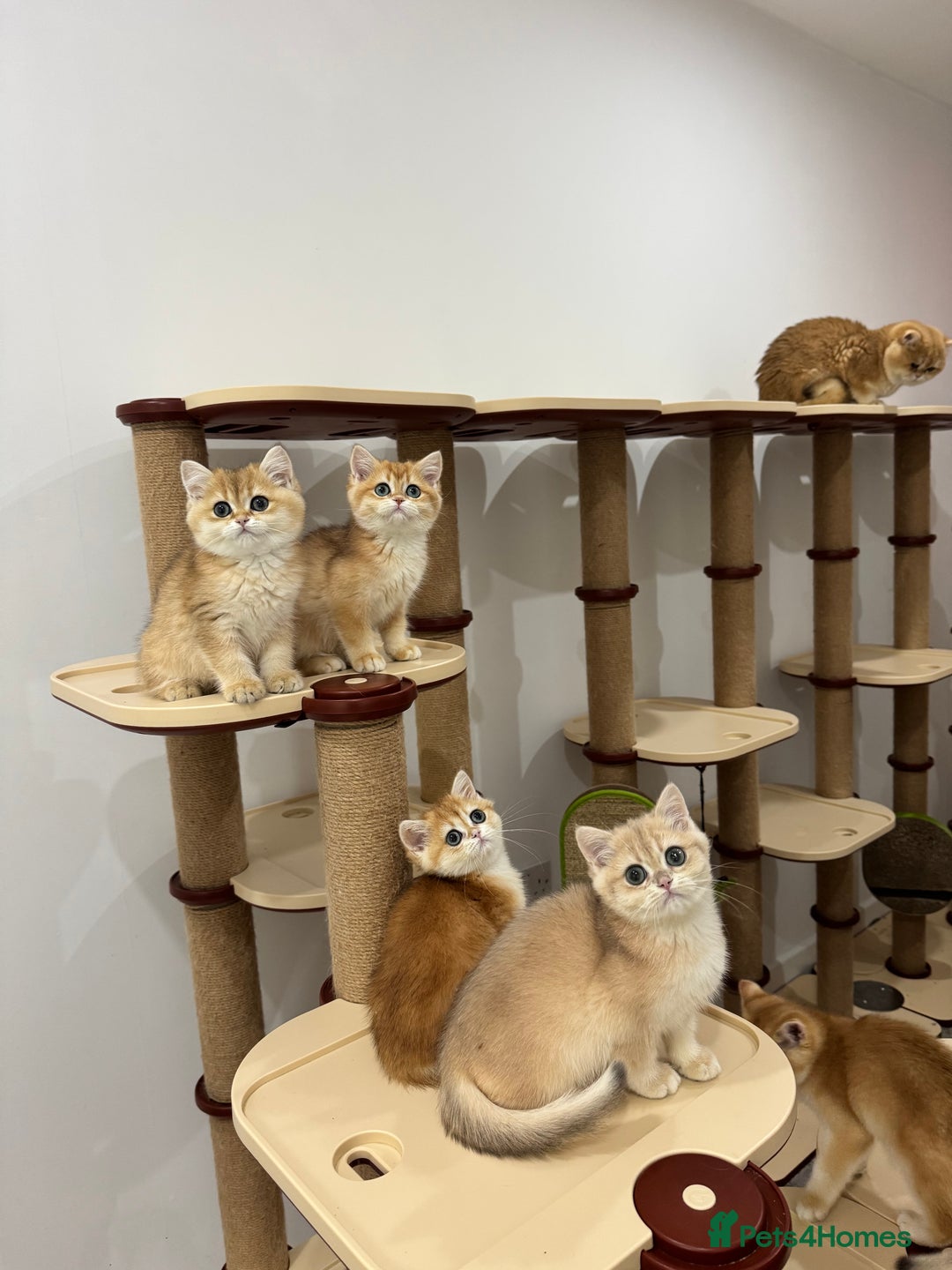 British Shorthair cats for sale: British Shorthair Golden kittens    - Image 4