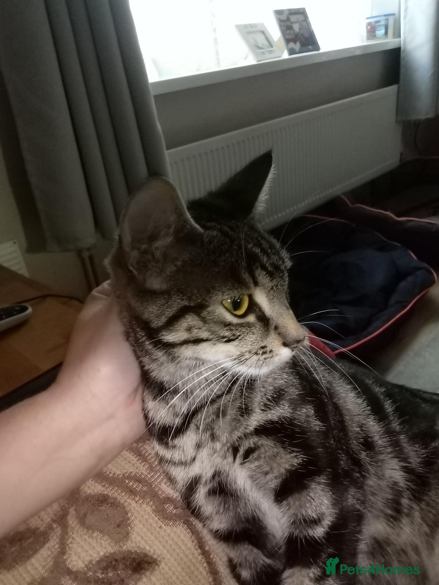 Bengal cats Female Bengal cat 12 months old - Advert 2