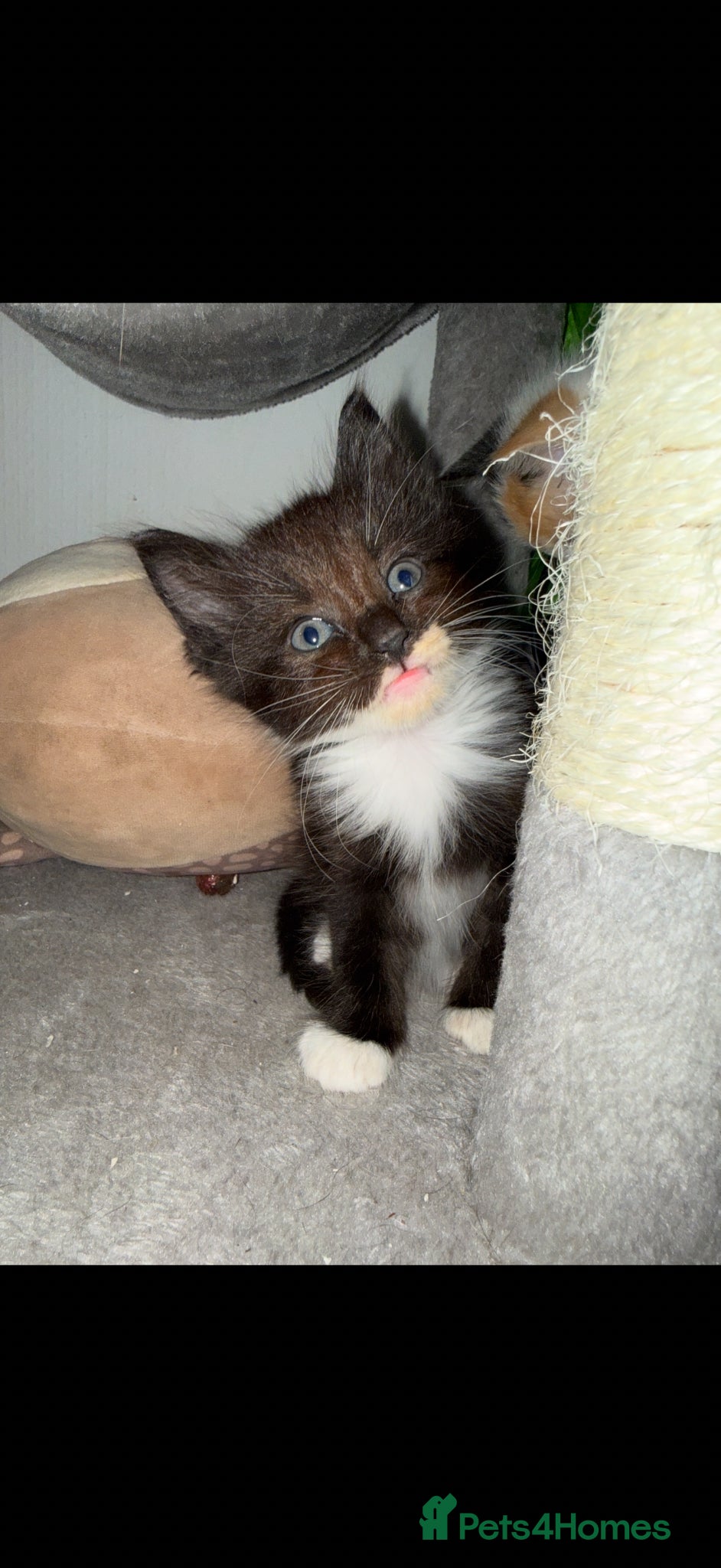 Mixed Breed cats Mix breed kittens - Advert 21