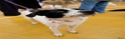 Mixed Breed dogs for adoption: Lilly -Milton Keynes  in Milton Keynes - Advert 12