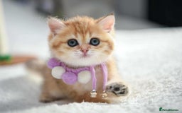 British Shorthair cats for sale: British shorthair Pedigree Neutered  - Image 11
