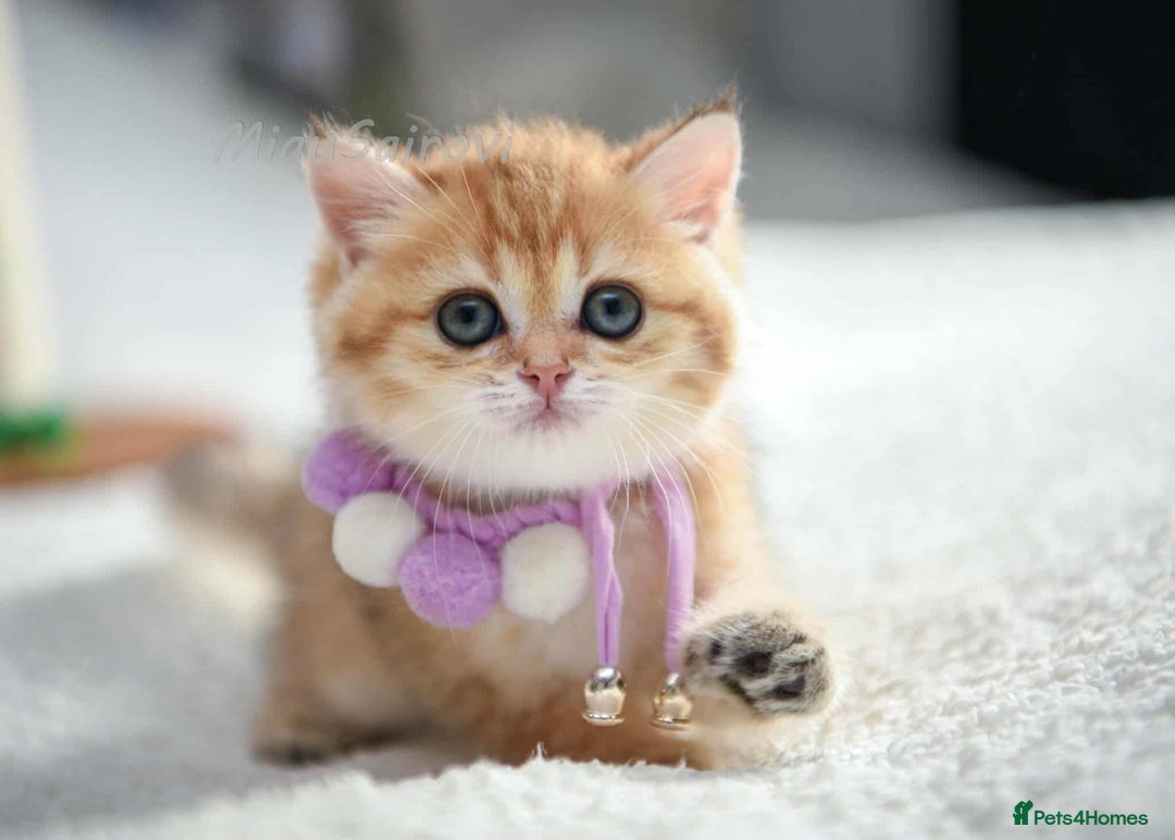 British Shorthair cats for sale: British shorthair Pedigree Neutered  - Image 11