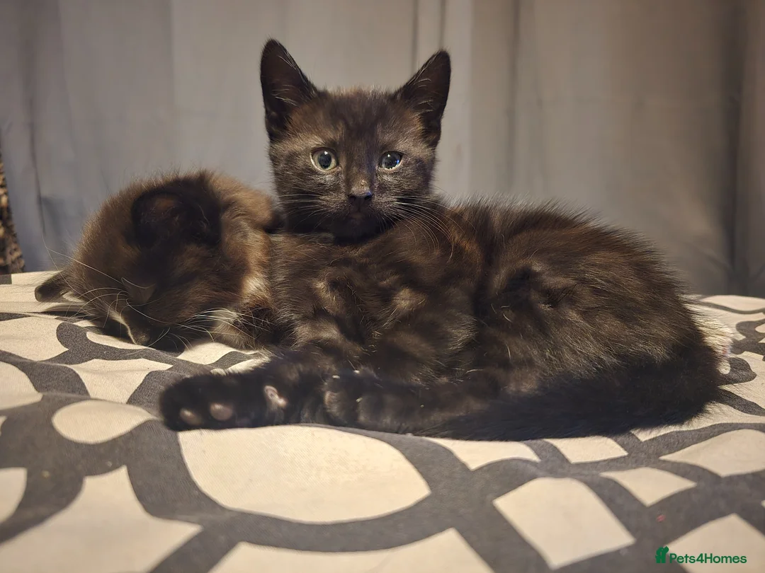Mixed Breed cats for sale: 1 black female kitten - Advert 2