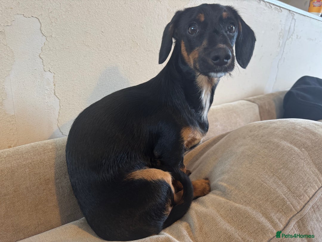 Mixed Breed dogs for sale: 5.5 month old Daxipoo  - Image 2