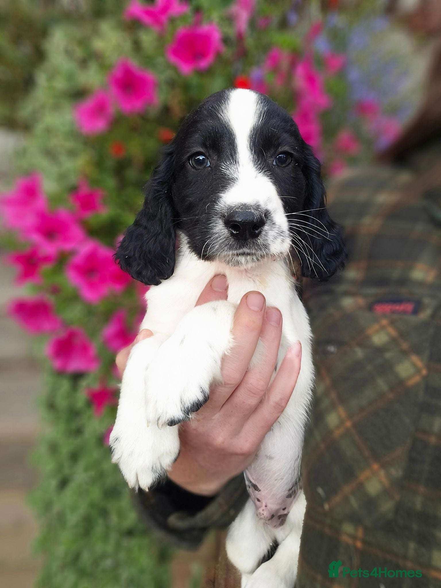 English Springer Spaniel dogs springer spaniel litter. 2 AVAILABLE  - Advert 17