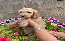 Cockapoo dogs for sale: QUALITY SMALL COCKERPOOS. - Image 9