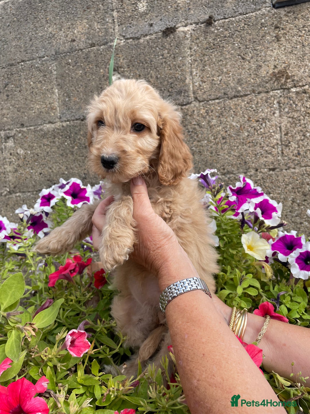 Cockapoo dogs for sale: QUALITY SMALL COCKERPOOS. - Image 9