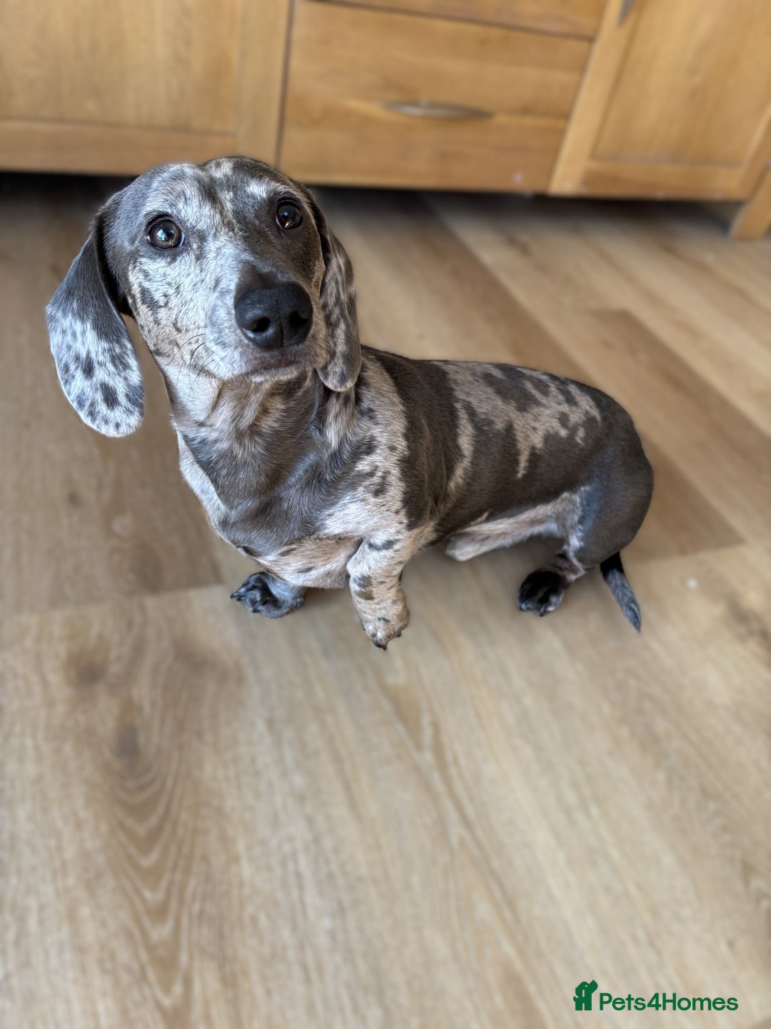 Miniature Dachshund dogs for stud: KC Reg, Miniature Dachshund available for stud   - Advert 3