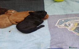 Cockapoo dogs for sale: Gorgeous Cockapoo puppies - Image 6